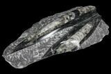 Polished Orthoceras (Cephalopod) Fossils - Morocco #96648-1